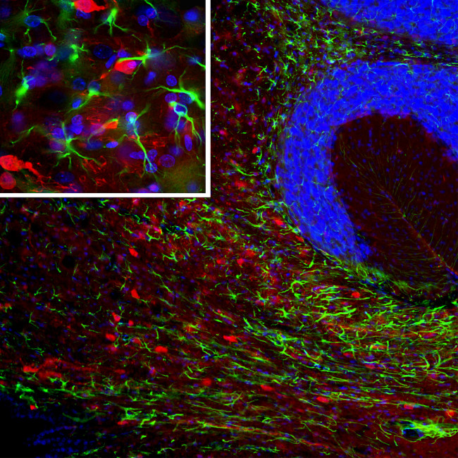 PEA15 Antibody in Immunohistochemistry (PFA fixed) (IHC (PFA))