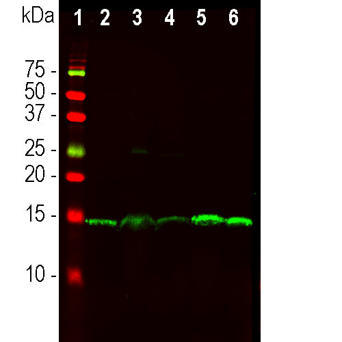 PEA15 Antibody in Western Blot (WB)