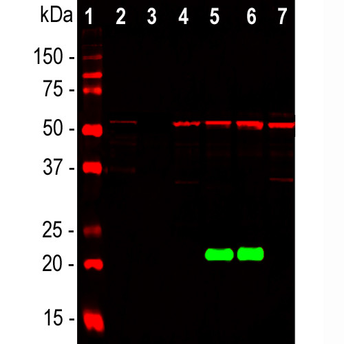 DJ-1 Antibody in Western Blot (WB)