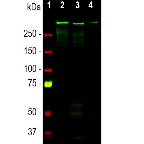 MAP2 Antibody in Western Blot (WB)