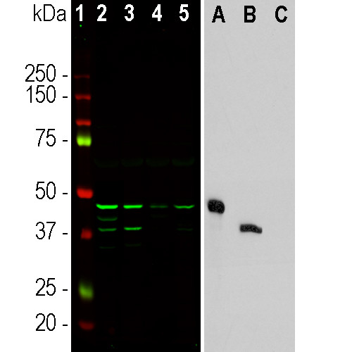 Aurora A/B Antibody in Western Blot (WB)