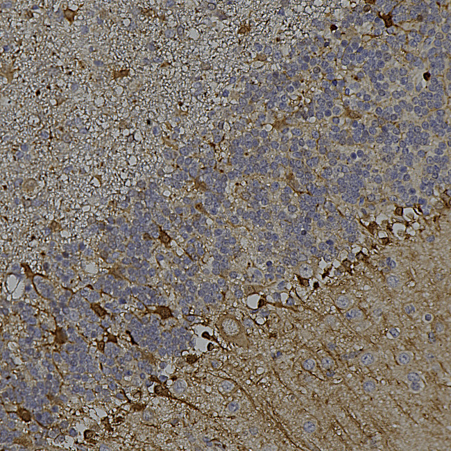 mCherry Antibody in Immunohistochemistry (Paraffin) (IHC (P))