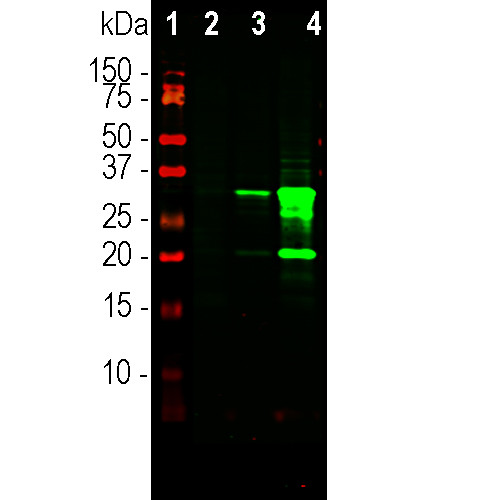 mCherry Antibody in Western Blot (WB)