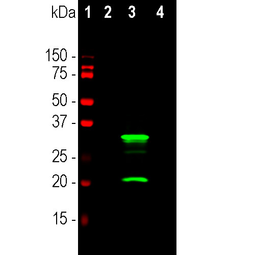 mCherry Antibody in Western Blot (WB)