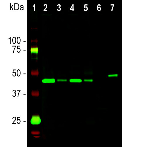 GAP43 Antibody in Western Blot (WB)