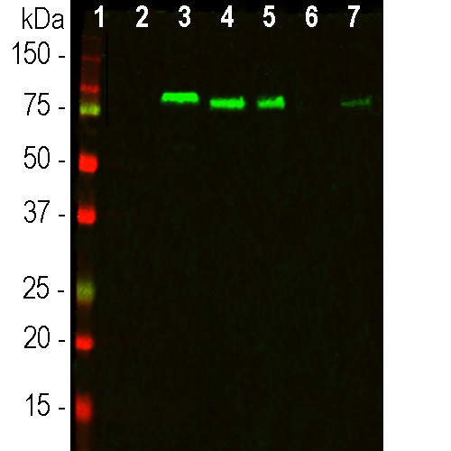 MARCKS Antibody in Western Blot (WB)