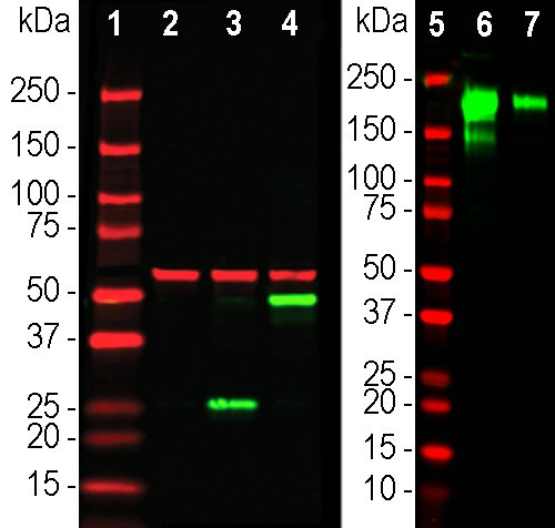 SARS-CoV-2 Spike Protein RBD Antibody in Western Blot (WB)