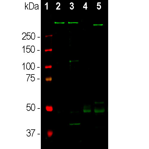 MAP2 Antibody in Western Blot (WB)