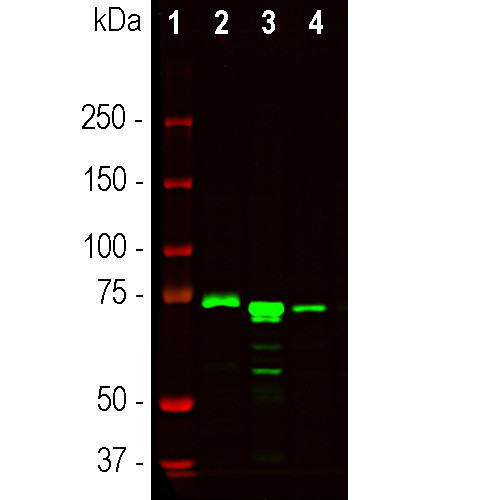 MECP2 Antibody in Western Blot (WB)