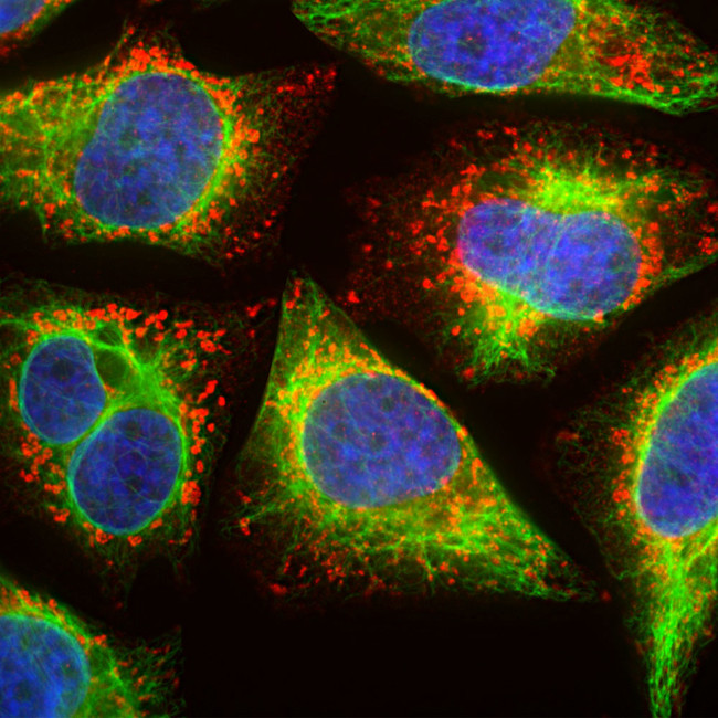 LAMP1 Antibody in Immunocytochemistry (ICC/IF)