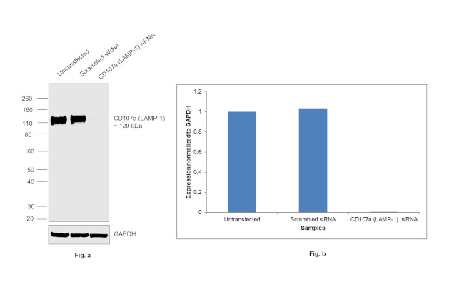 LAMP1 Antibody in Western Blot (WB)