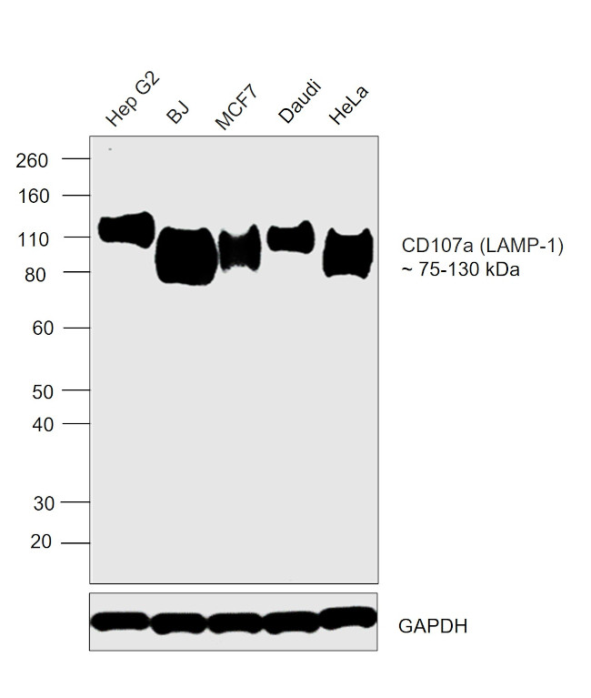 LAMP1 Antibody in Western Blot (WB)