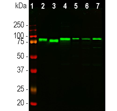 EWSR1 Antibody in Western Blot (WB)