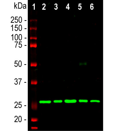 Calretinin Antibody in Western Blot (WB)