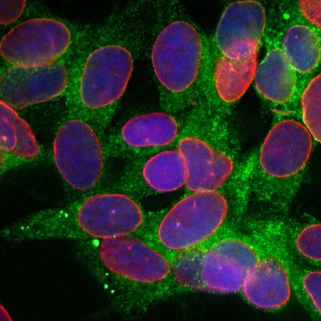 Calreticulin Antibody in Immunocytochemistry (ICC/IF)