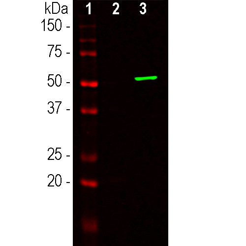 Cas9 Antibody in Western Blot (WB)