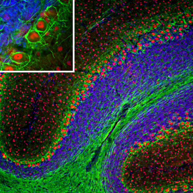 NEFL Antibody in Immunohistochemistry (PFA fixed) (IHC (PFA))