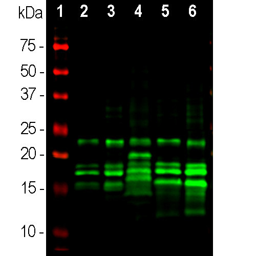 MBP Antibody in Western Blot (WB)