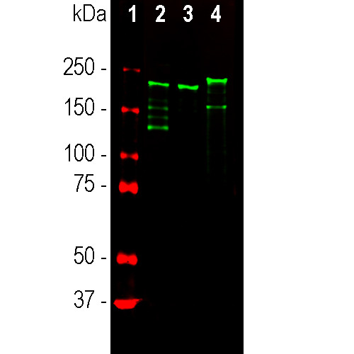 NF-H Antibody in Western Blot (WB)