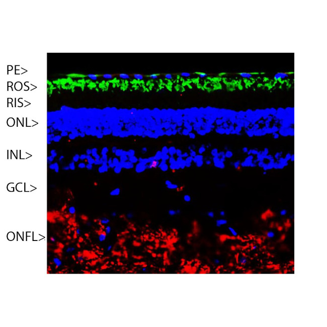 Rhodopsin Antibody in Immunohistochemistry (IHC)