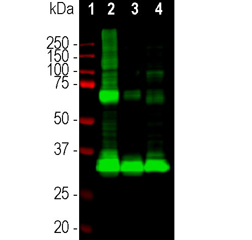 Rhodopsin Antibody in Western Blot (WB)