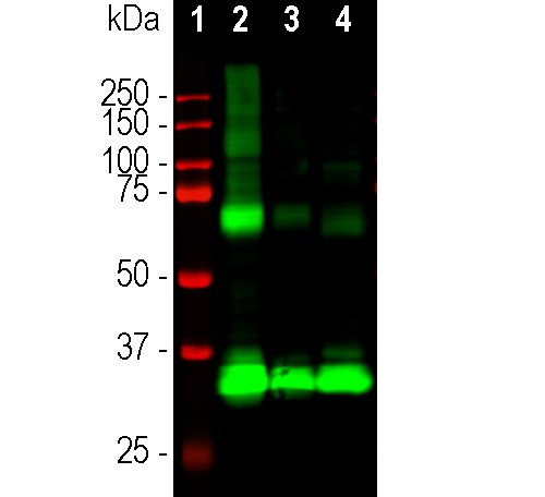 Rhodopsin Antibody in Western Blot (WB)