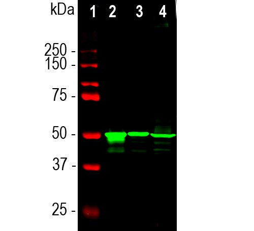 S-arrestin Antibody in Western Blot (WB)