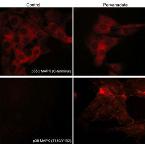 Phospho-p38 MAPK (Thr180, Tyr182) Antibody in Immunocytochemistry (ICC/IF)