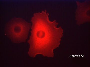 Annexin A1 Antibody in Immunocytochemistry (ICC/IF)