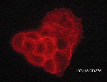 B7-H3 (CD276) Antibody in Immunocytochemistry (ICC/IF)