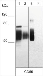 CD55 Antibody in Western Blot (WB)