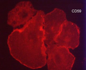 CD59 Antibody in Immunocytochemistry (ICC/IF)