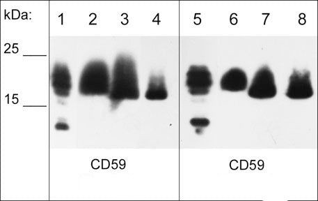 CD59 Antibody in Western Blot (WB)