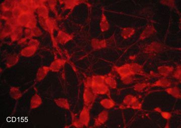 CD155 Antibody in Immunocytochemistry (ICC/IF)