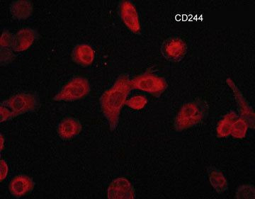 CD244 (2B4) Antibody in Immunocytochemistry (ICC/IF)