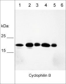 Cyclophilin B Antibody in Western Blot (WB)