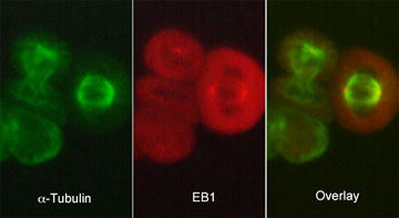 EB1 Antibody in Immunocytochemistry (ICC/IF)