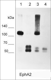 EphA2 Antibody in Western Blot (WB)