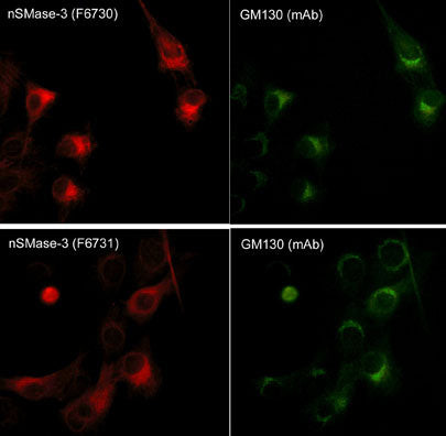 GM130 Antibody in Immunocytochemistry (ICC/IF)