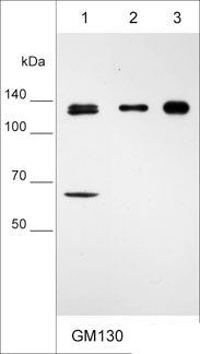 GM130 Antibody in Western Blot (WB)