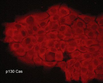 p130Cas Antibody in Immunocytochemistry (ICC/IF)