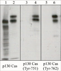 p130Cas Antibody in Western Blot (WB)