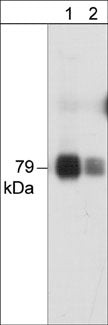 PKC theta Antibody in Western Blot (WB)