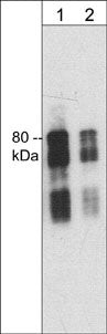 Synapsin 1 Antibody in Western Blot (WB)