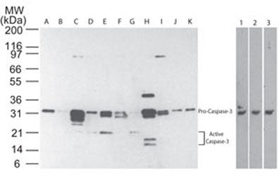 Caspase 3 p17 Antibody in Western Blot (WB)