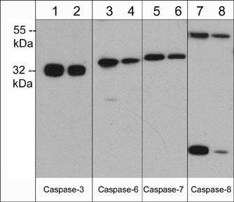 Caspase 6 Antibody in Western Blot (WB)