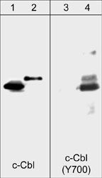 c-Cbl Antibody in Western Blot (WB)