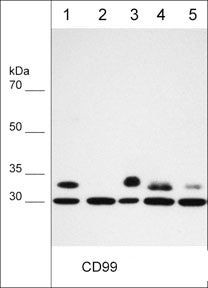 CD99 Antibody in Western Blot (WB)