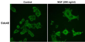 CDC42 Antibody in Immunocytochemistry (ICC/IF)