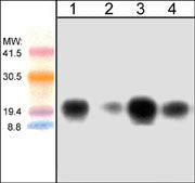 CDC42 Antibody in Western Blot (WB)